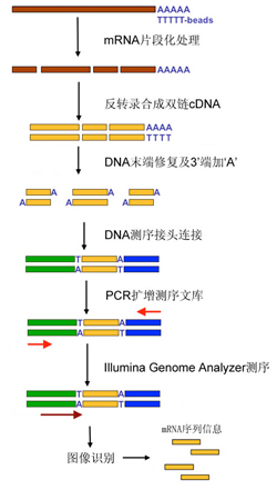 mRNA SEQ svc image01