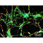 Human Dopaminergic Neurons (iPSC-derived)